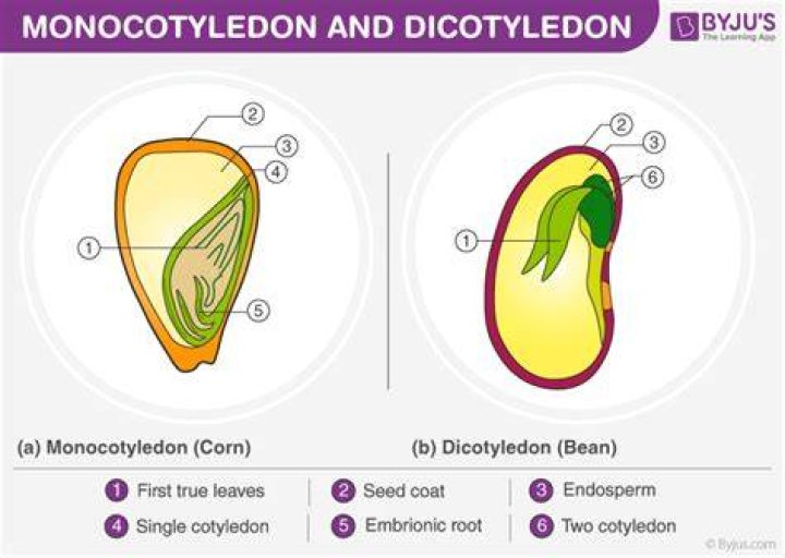 What is meant by Monocotyledonous plant
