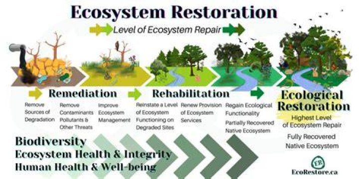 What is natural restoration