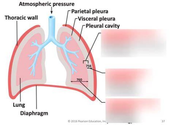 What is negative pressure in the thoracic cavity