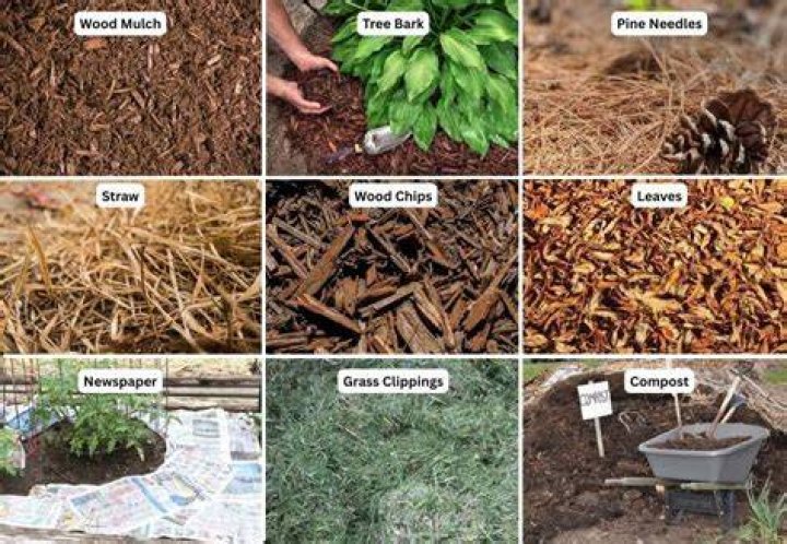 What is organic mulch