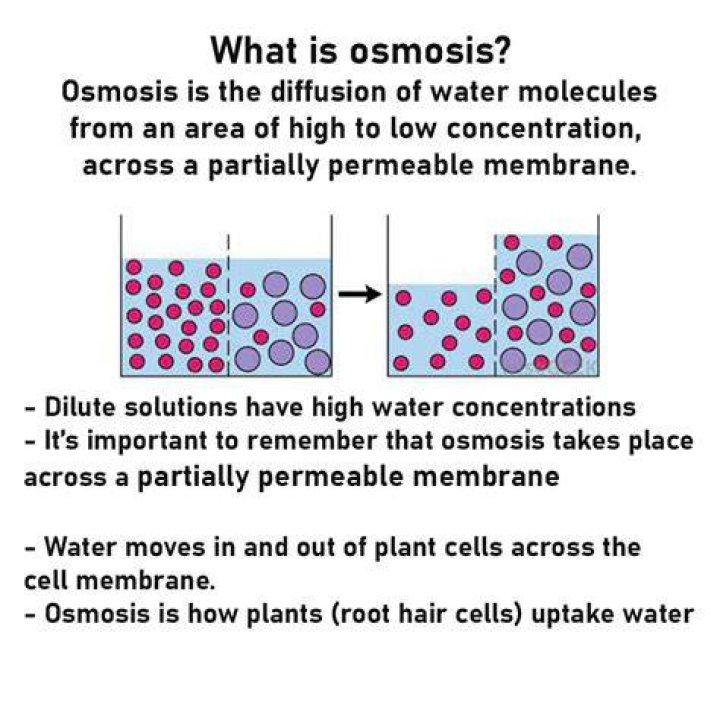 What is osmosis according to biology