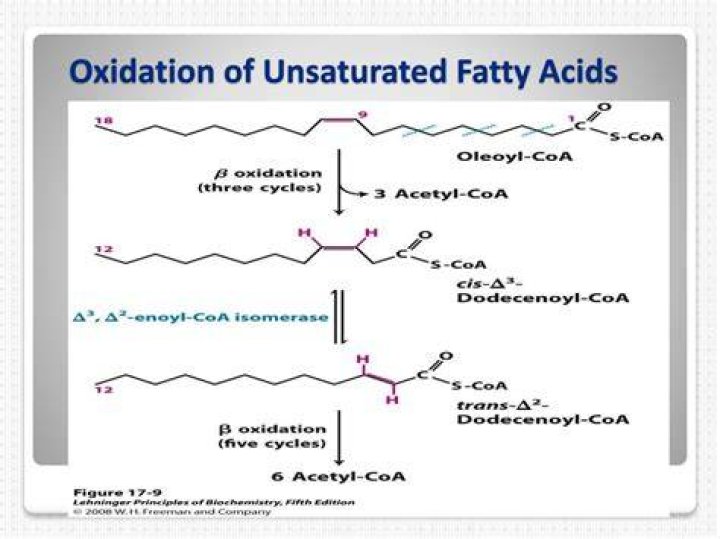 What is oxidation of unsaturated fatty acids