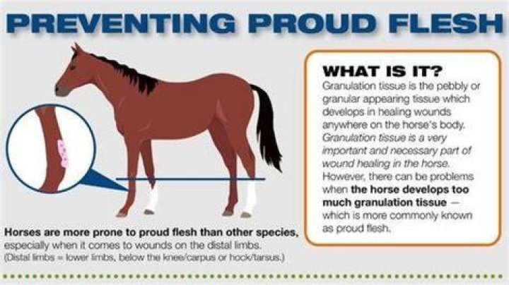 What is proud flesh in humans