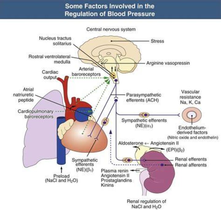 What is regulation of blood pressure