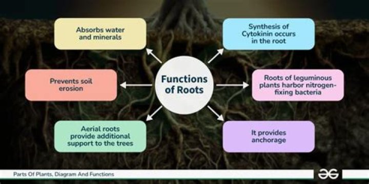 What is roots in plants