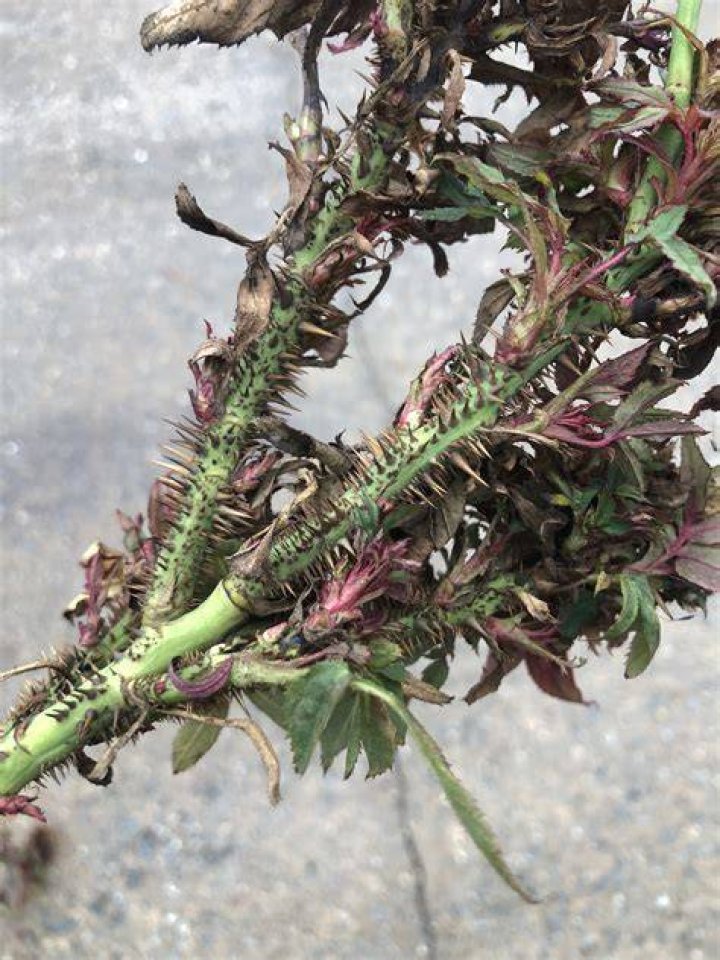 What is rose rosette virus