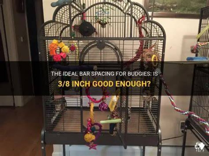 What is the bar spacing for budgies