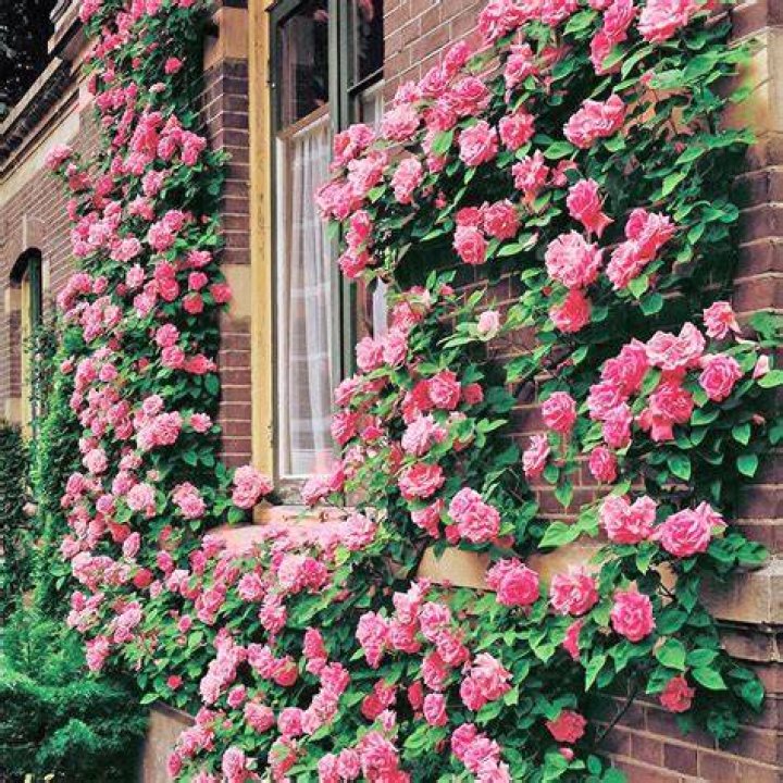 What is the best climbing roses