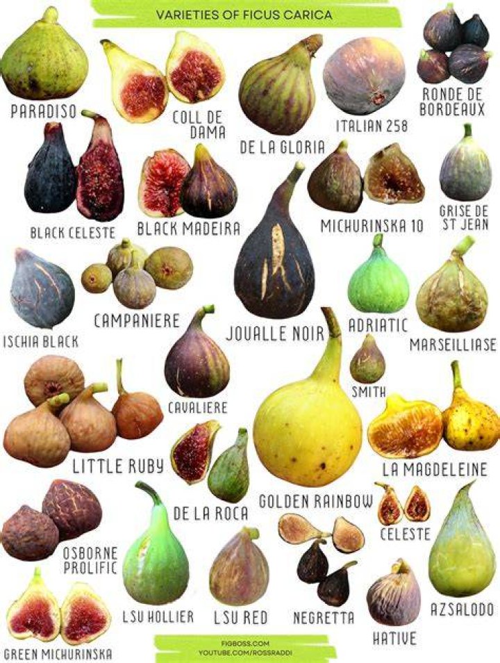 What is the best tasting fig variety