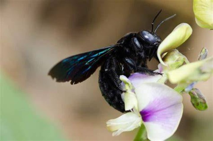 What is the big black bee