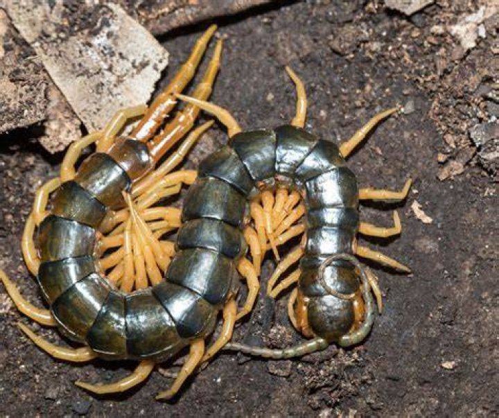 What is the creepiest insect