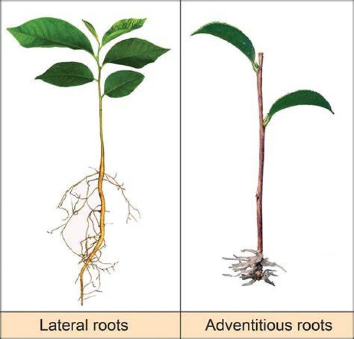 What is the definition of adventitious root