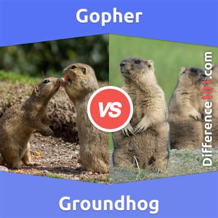 What is the difference between a gopher and a groundhog