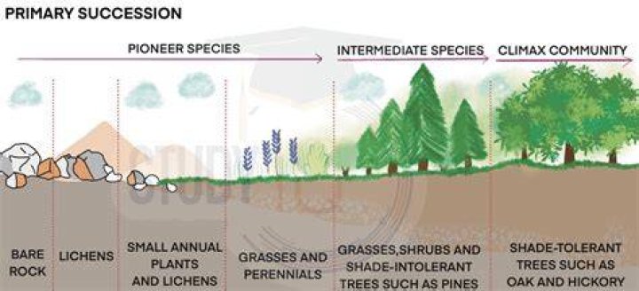What is the difference between a successional stage and a climax community