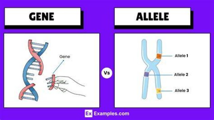 What is the difference between an allele and gene