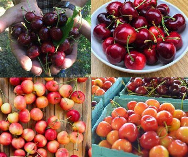 What is the difference between Bing and Rainier cherries