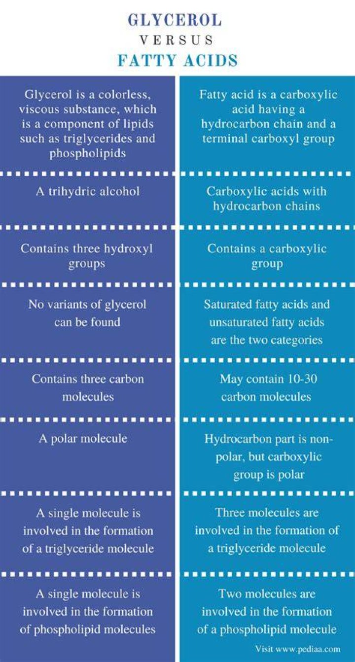What is the difference between fatty acids and glycerol