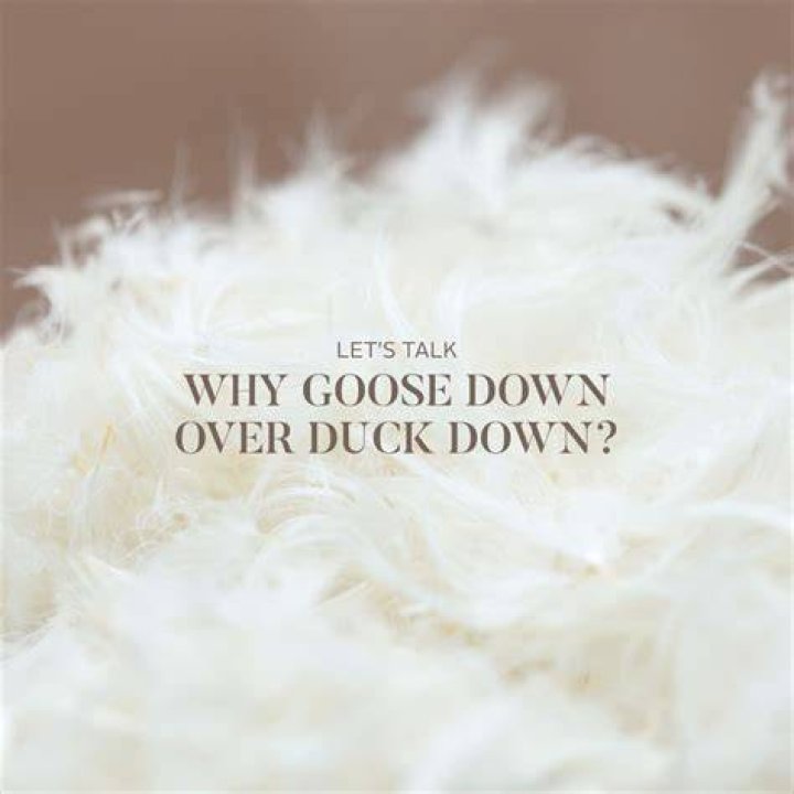 What is the difference between goose down and duck down