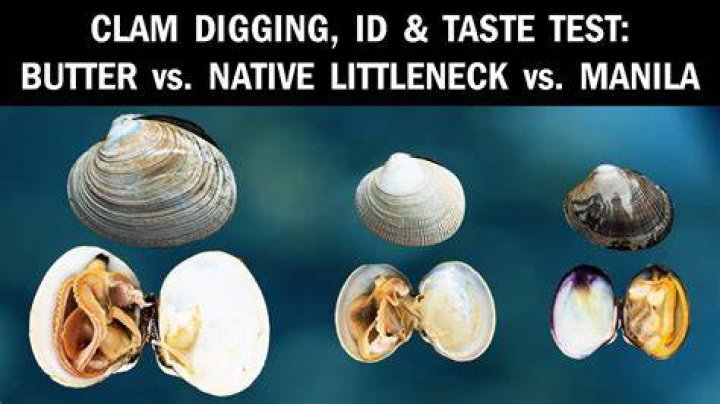 What is the difference between Manila clams and littleneck clams