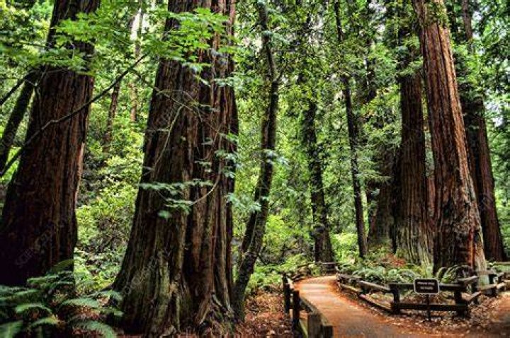 What is the difference between Muir Woods and redwood forest