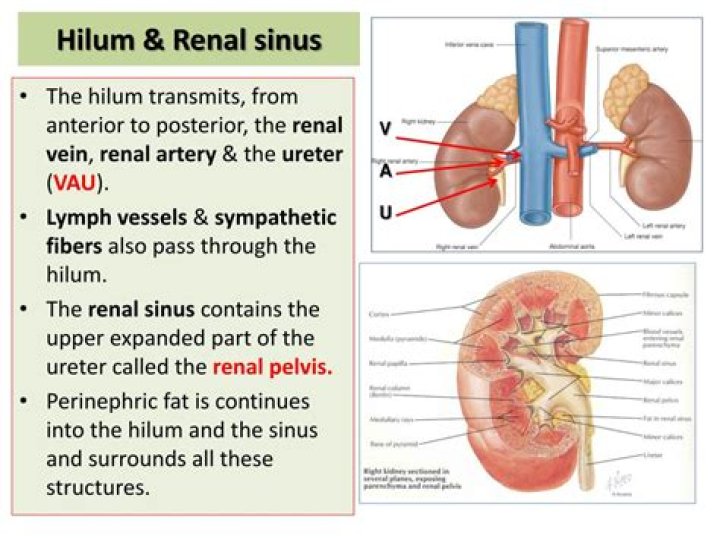 What is the difference between renal hilum and renal sinus