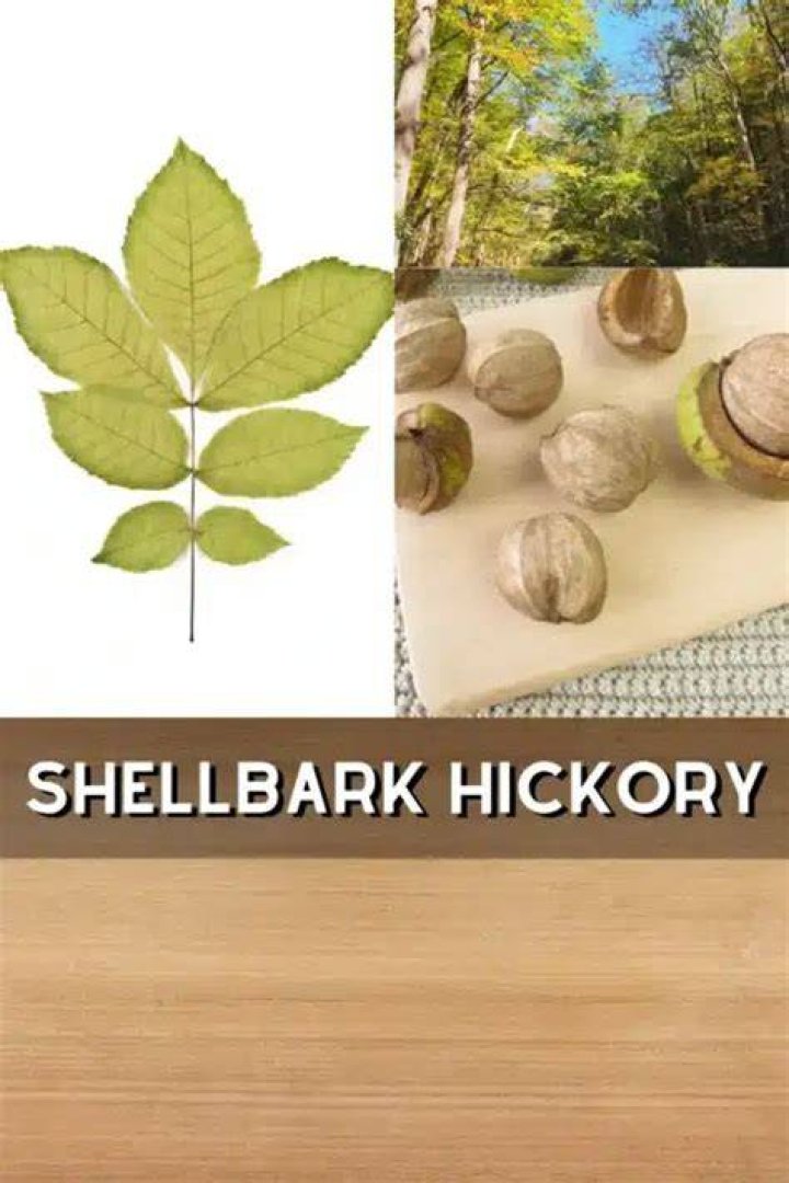 What is the difference between Shagbark and Shellbark Hickory