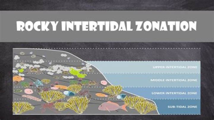 What is the difference between the rocky intertidal community and the rocky intertidal ecosystem