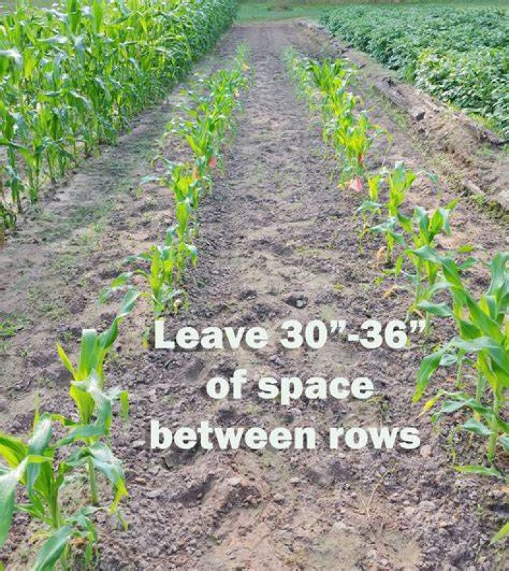 What is the distance between corn rows