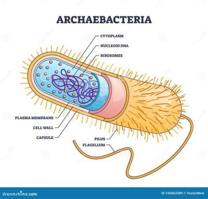 What is the feeding type of archaebacteria
