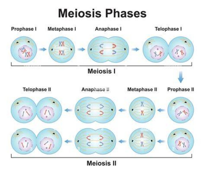 What is the first meiotic division