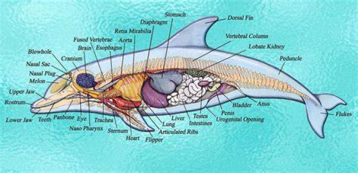What is the function of a dolphin