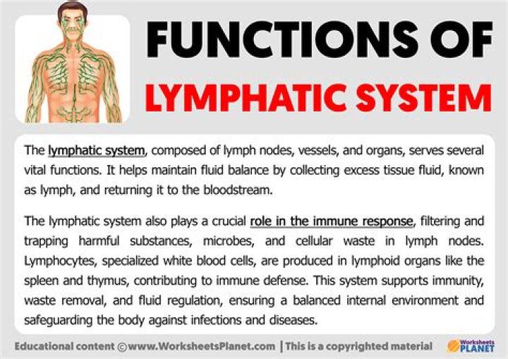 What is the function of blood in the lymphatic system