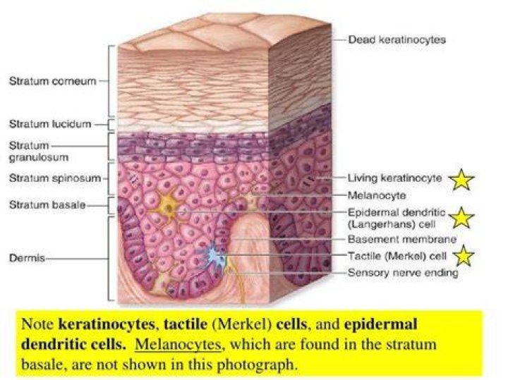 What is the function of epidermal dendritic cells