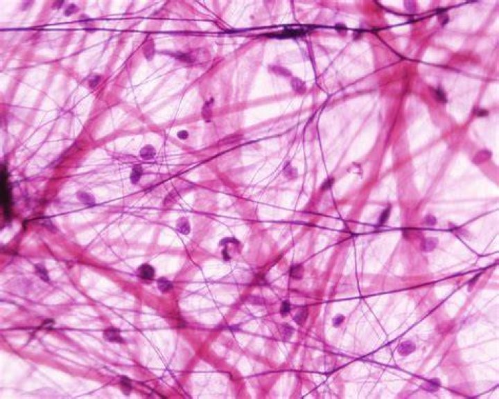 What is the function of loose connective tissue quizlet