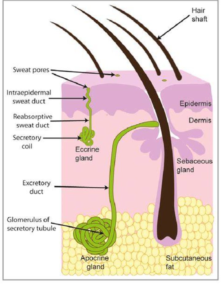 What is the function of the eccrine glands