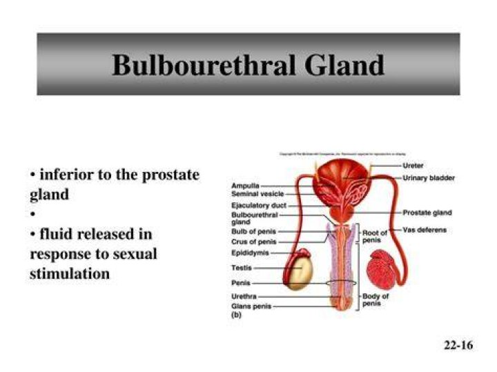What is the function of the prostate and Bulbourethral glands