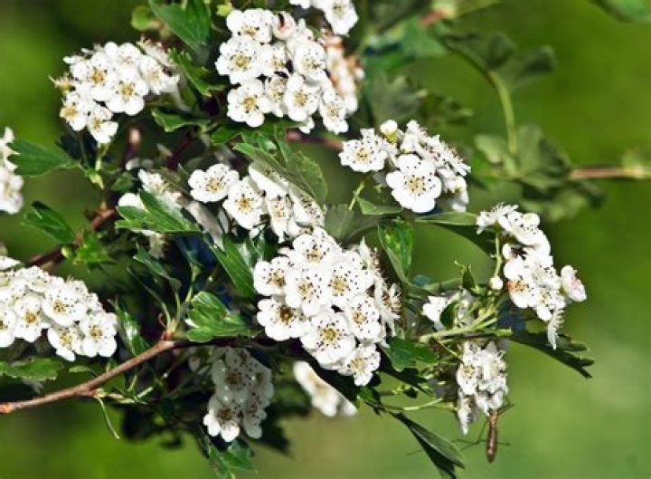 What is the hawthorn flower called