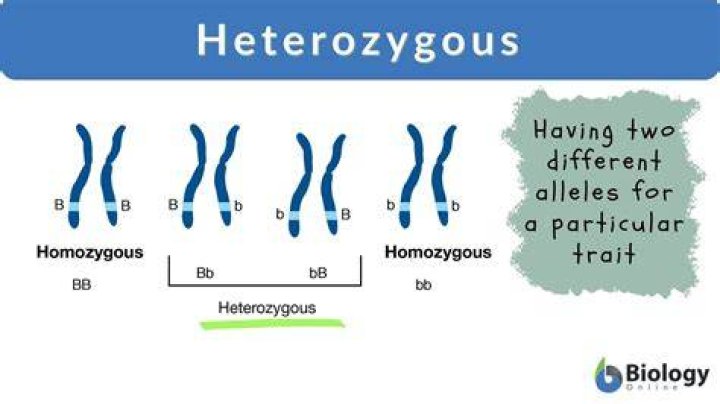 What is the importance of heterozygotes