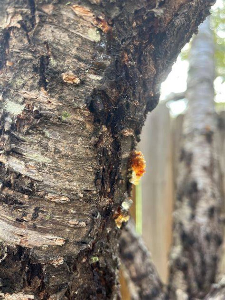 What is the jelly like substance on my peach tree