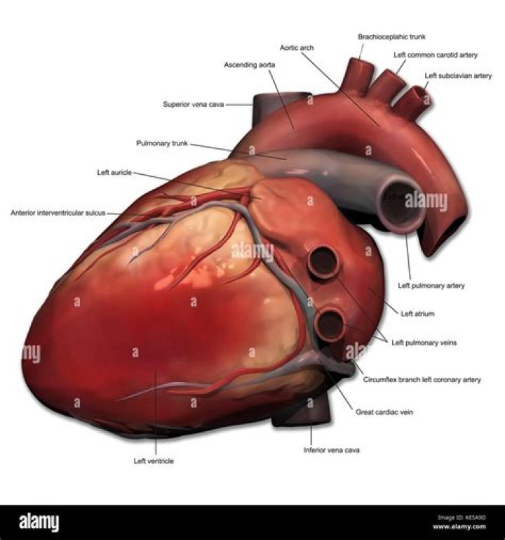 What is the lateral side of the heart