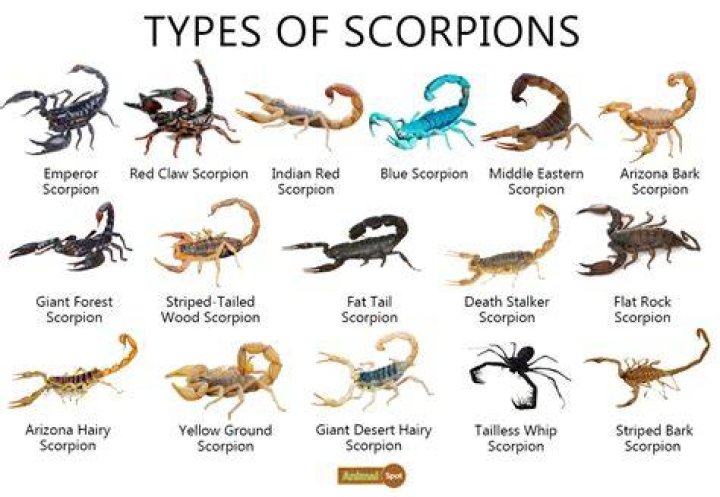 What is the least poisonous scorpion