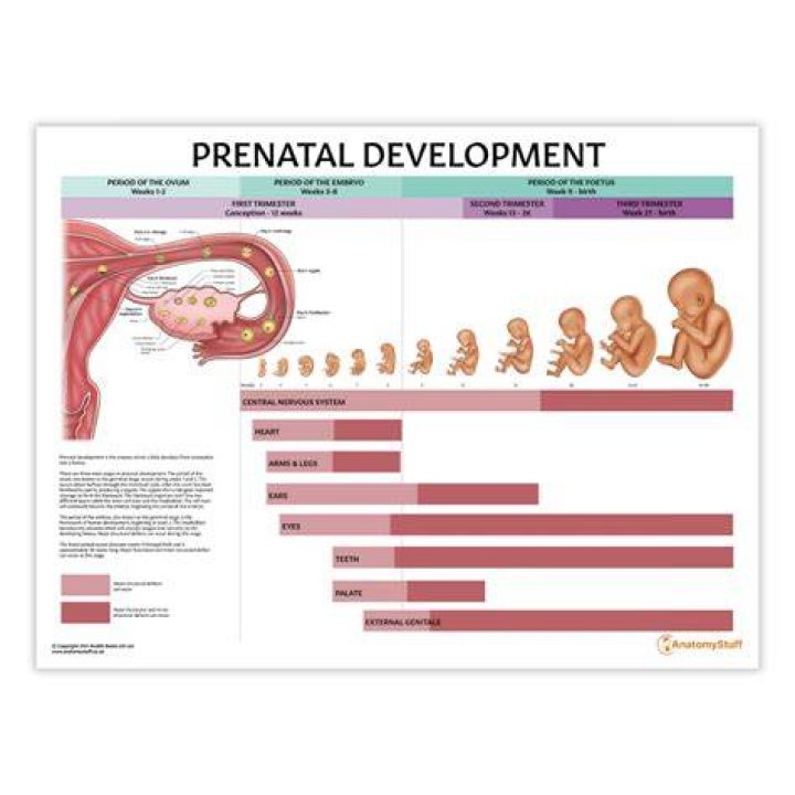 What is the longest prenatal period