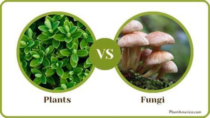 What is the main difference between fungi and plants