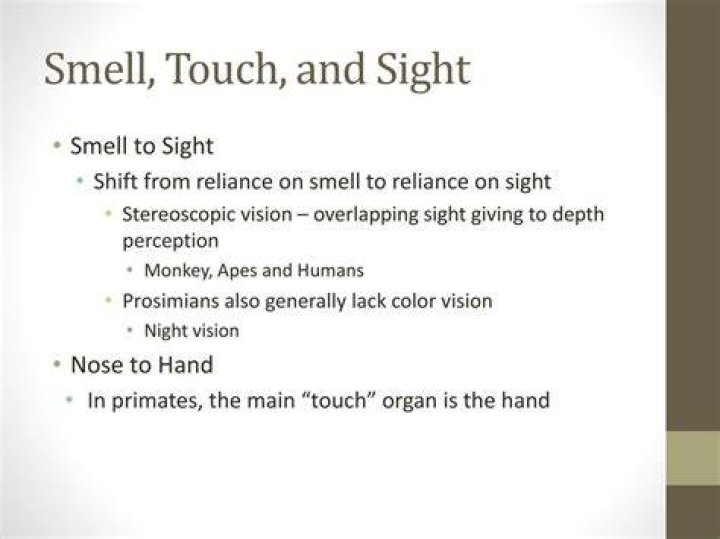 What is the main touch organ in primates