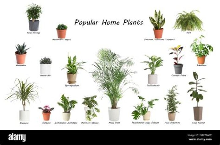 What is the most common plant in California