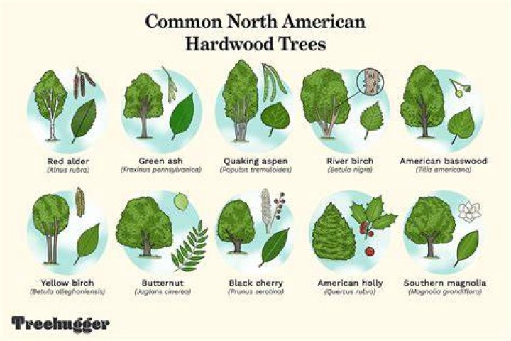What is the most common tree in Illinois