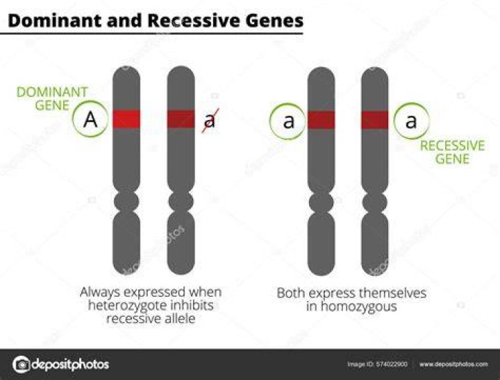 What is the most dominant gene