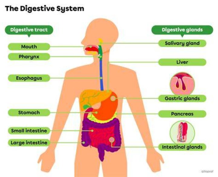 What is the most important thing in the digestive system
