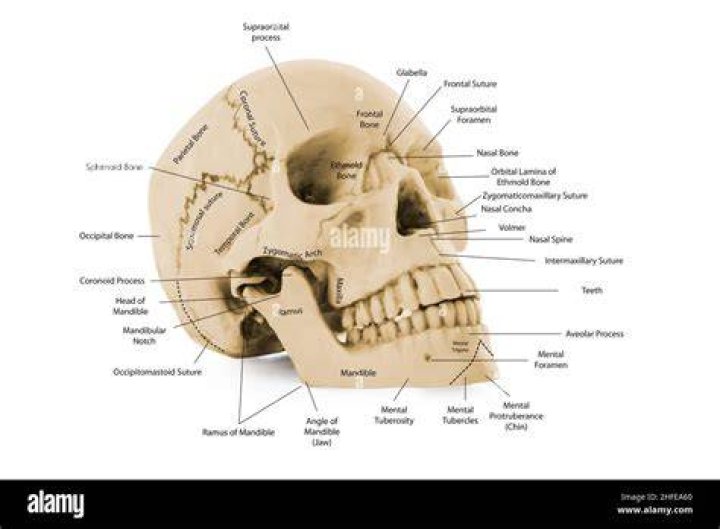 What is the name of the main head bone
