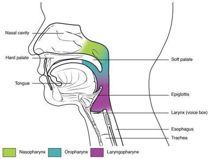 What is the opening of windpipe into pharynx called